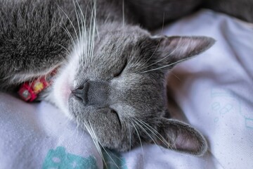 Wall Mural - Cute little gray chartreux cat with long whiskers and fluffy fur sleeping on a cozy bed