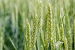 Closeup of a flowering phase of wheat plants cultivated in the farm field