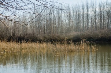 Swamp covered with grass and autumn trees