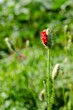 Vertical shot of a red wild poppy flower in the green field