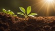 © video rost - A single young plant sprouting from fertile soil, bathed in a warm glow from sun rays.
