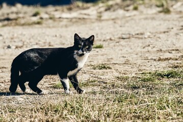 Wall Mural - Black and white cat looking at camera