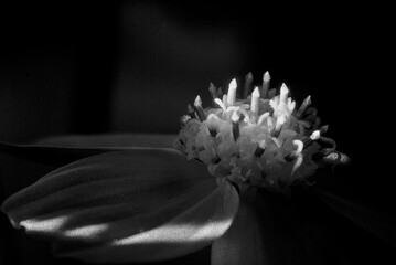 Closeup of a flower in shadows shot in grayscale