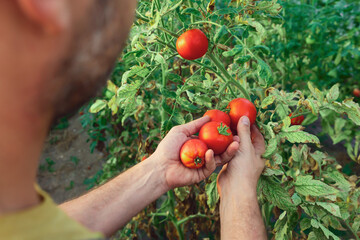 Workers hand holding tomato in a small organic greenhouse.