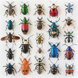 Modern imaginary bugs collection isolated on white background