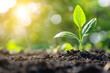 © yevhen89 - Young plant sprouting soil sunlight flare. New life and sustainable development. Environment green
