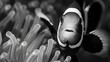 high contrast portrait, black and white, detailed, clownfish, centered composition, realistic photography, minimalism