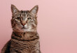 Adult tabby cat with striking green eyes and prominent whiskers sitting alert against a soft pink background