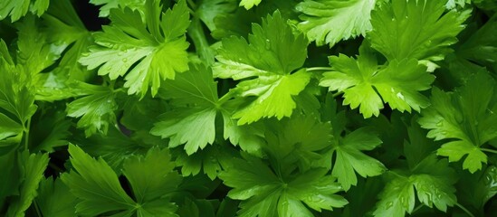 Close-Up of Lush Green Foliage on a Plant