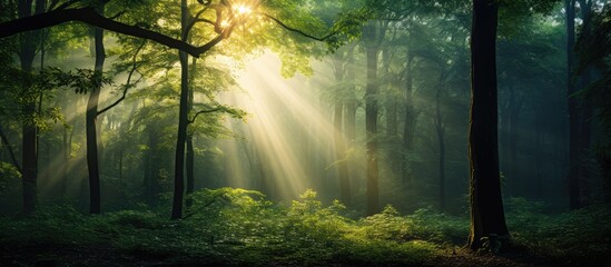 Fototapete - Sunlight filters through dense forest foliage