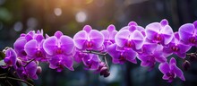 Purple Orchids Glowing In The Sunlight