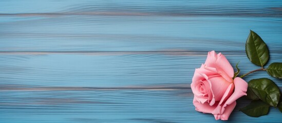 Fototapete - Pink rose on blue wood backdrop