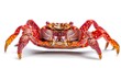 spanner crab, red frog crab isolated on white background AI generated