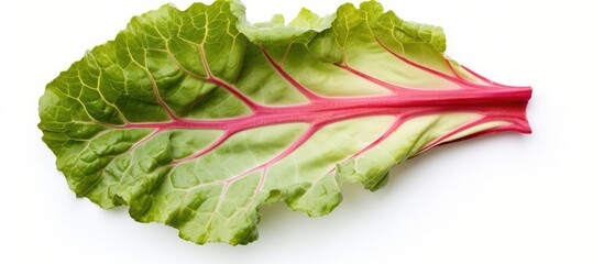 Poster - Close Up of Lettuce Leaf with Red Stripes