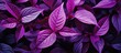 Close-up of vibrant purple foliage