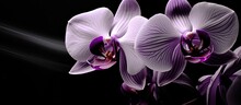 Purple Orchids With White Stripes On A Black Background