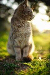 Wall Mural - Grey fluffy cat rest in sunny summer garden