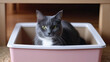 Feline in Toilet Tray: Find Your Ideal Kitty Litter Products