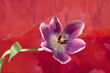 A wonderful close up single purple tulip on a red mottled background texture