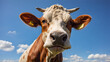 Low angle view of cow looking at camara against blue sky 