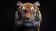 Sumatran Tiger in Natural Habitat. Tiger's Gaze. Frontal Portrait of Panthera tigris sumatrae, Piercing Eyes Reflecting Its Enigmatic Nature.