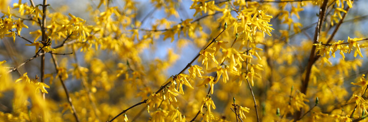 Canvas Print - Golden forsythia blooms in spring, brightening nature's canvas with vibrant yellow hues against blue skies.