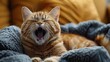 Cute cat yawning sleepily on a wool blanket.