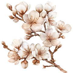 Almond flower in watercolor style isolated on transparent background