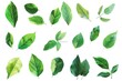 Set of green leaves isolated on white background,  Watercolor illustration