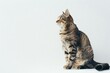 Portrait of a cat on a white background,  Studio shot