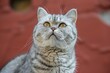 Close-up portrait of a beautiful British Shorthair cat