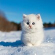 kitten in snow