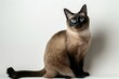 Siamese cat with blue eyes sitting on a white background