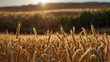 A vibrant field of golden wheat swaying gently under the summer sun, ripe for harvest Generative AI