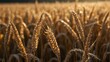 A vibrant field of golden wheat swaying gently under the summer sun, ripe for harvest Generative AI