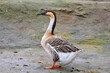  domestic feathered bird goose walking in the yard