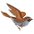 Small bird chick sparrow passer domesticus low-polygon vector illustration editable hand draw