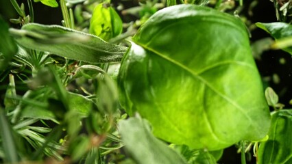 Wall Mural - Super slow motion of rotating fresh herbs on black background. Ultimate perspective and motion. Filmed on high speed cinema camera, 1000 fps. Speed ramp effect.