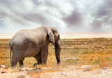 Fototapeta Sawanna - Ghost Elephant of Etosha - this is due to the light colour of the elephant and surrounding area.
