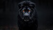 © pengedarseni - Noble Black-Maned Male Lion Standing Proudly, a Symbol of Strength.