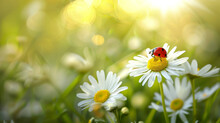 Ladybug On A Daisy Flower, Spring Background.