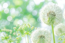 Abstract Background.  Delicate Dandelions Close-up On A Green Background With Bokeh.  Summer Concept.  Copy Space