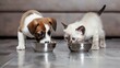 Puppy and Kitten Sharing Meal