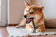 © Julija - Red Shiba inu dog is gnawing dental stick indoors