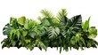 Tropical plants isolated on white background, clipping path included.