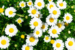 花壇の白い花