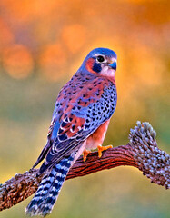 Poster - American kestrel on trree branch,watercolor