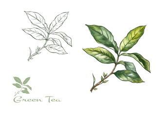 Wall Mural - Branch with leaves of green tea. Clip art, set of elements for design Vector illustration. In botanical style