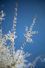 Wall Mural - a flowering tree in the spring season