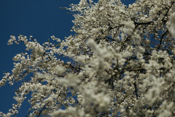 Wall Mural - a flowering tree in the spring season